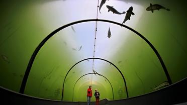 Des visiteurs regardent les poissons grâce aux murs transparents du tunnel du lac de Modrá