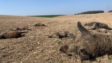 Des membres de la fédération vosgienne de chasse ont publié une vidéo des cadavres des pauvres sangliers écrasés sur YouTube. 