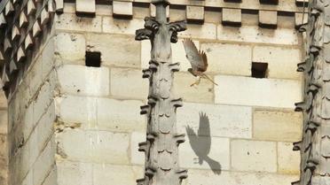 Le faucon crécerelle est l'une des espèces d'oiseaux qui nichent dans les trous de boulin de la cathédrale.