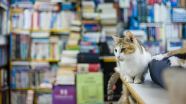 Un chat devient community manager d'une bibliothèque (illustration)