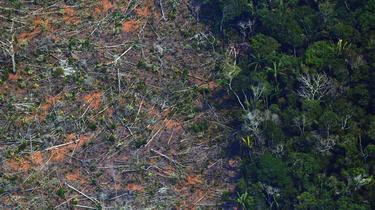 La déforestation de l'Amazonie brésilienne a atteint un niveau record au premier semestre, avec une accélération de 25 % par rapport à la même période l'an dernier.