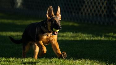 The little German Shepherd Commander is the new dog of the Biden family 