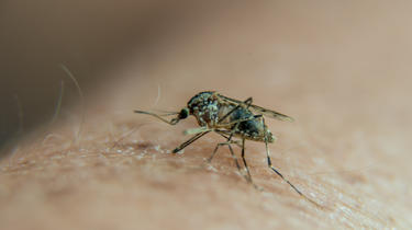 Les maladies les plus mortelles transmises par le moustique sont le paludisme et la fièvre jaune