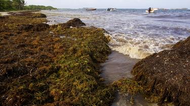 Ce sont des sargasses, des micros algues brunes équipées de billes d'air qui leur servent de flotteur. 