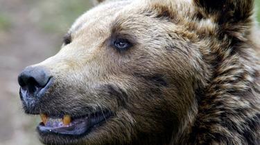 Le rapport d'autopsie a confirmé que l'ourse était morte d'un impact de balle. (photo d'illustration)