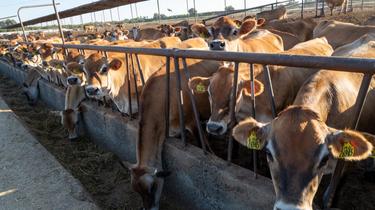 Les éleveurs vont devoir écarter le lait des vaches contaminées par le virus 