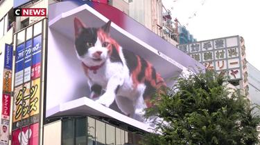 Tokyo : un chat en 3D affole les passants