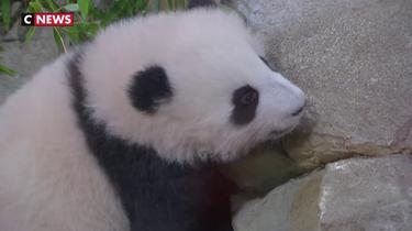Au zoo de Beauval, les pandas à l'assaut des défis diplomatiques