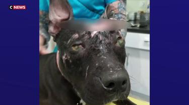 Oise : une chienne secourue après avoir été aspergée d’acide et torturée