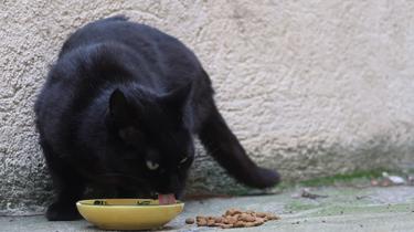 L'action des nourrisseurs de chats errants est reconnue par la ville de Nice.