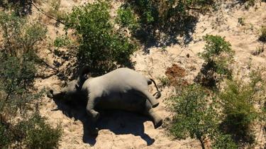 Le cadavre d'un des nombreux éléphants morts mystérieusement dans le delta d'Okavango au Botswana, le 3 juillet 2020 [- / NATIONAL PARK RESCUE/AFP]