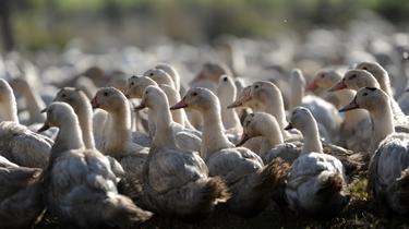 L'abattage des 6.000 canards de cette exploitation a été ordonné dès le 6 décembre «de manière préventive». (illustration) 