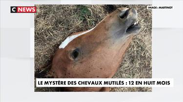 Le mystère des chevaux mutilés