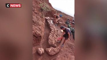 Un squelette de dinosaure découvert en Argentine