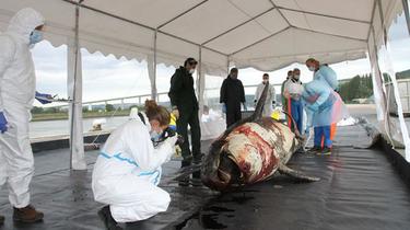 L'autopsie de l'orque avait été pratiquée le 31 mai, au lendemain de son décès.
