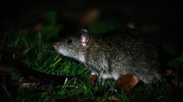 Las ratas presentan ciertos riesgos para la salud de los humanos.