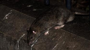 Más y más ratas han sido visibles en París durante años.