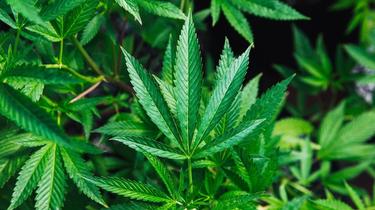La concentration de THC dans la résine de cannabis a augmenté de 24 % entre 1975 et 2017.
