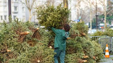 Pas moins de 124.488 sapins de Noël ont été recyclés l'an passé à Paris.