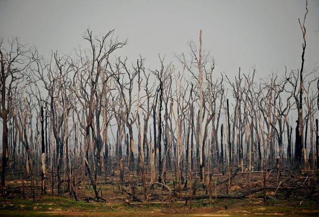 Arbres calcinés dans la forêt amazonienne, le 24 août 2019, près d'Abuna, dans l'Etat de Rondonia au Brésil [Carl DE SOUZA / AFP/Archives]