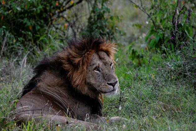 Un lion dans la réserve nationale du Masai Mara au Kenya, le 17 juillet 2020 [TONY KARUMBA / AFP]