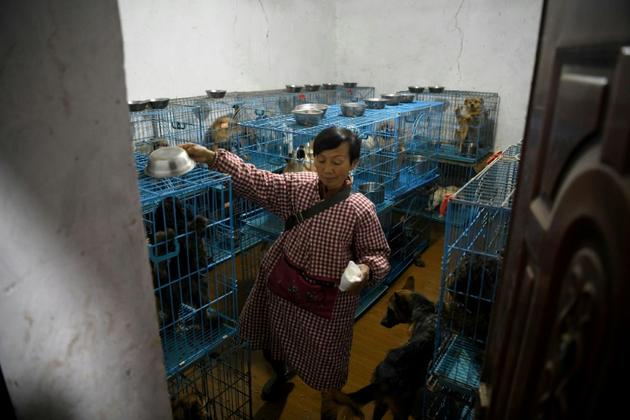 Des chiens en cages dans la maison de Mme Wen à Chongqing (Chine) le 29 novembre 2020 [NOEL CELIS / AFP]