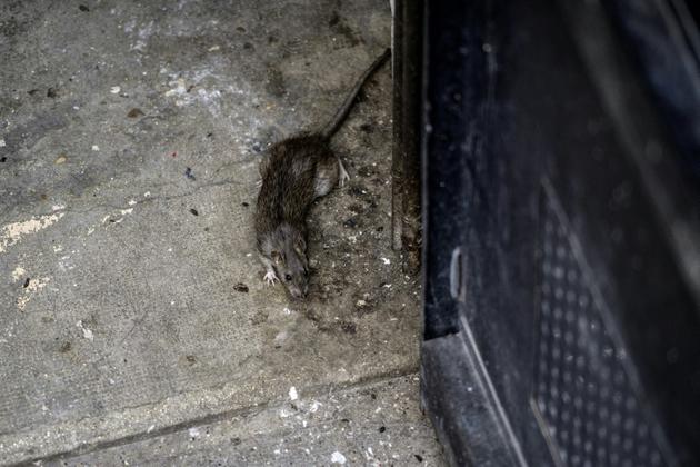 Un rat dans les rues de Paris [Christophe ARCHAMBAULT / AFP/Archives]