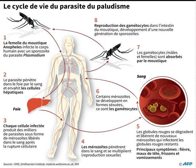 Le cycle de vie du parasite du paludisme [ / AFP]