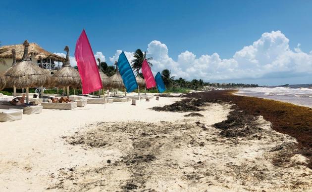 La plage de Tulum envahie par les sargasses, le 16 mai 2019 au Mexique [Daniel SLIM / AFP]