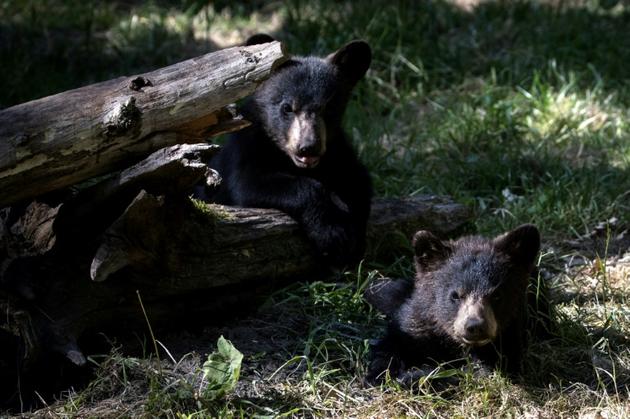 Des oursons au parc animalier de Thoiry, le 29 mai 2020 dans les Yvelines [JOEL SAGET / AFP]