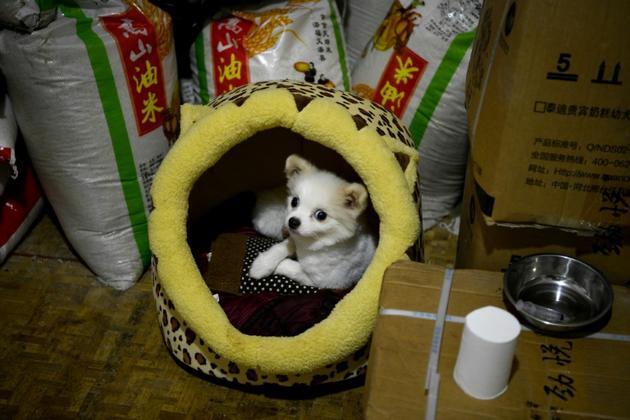 Un chien pensionnaire de la maison de Mme Wen à Chongqing (Chine) le 29 novembre 2020 [NOEL CELIS / AFP]