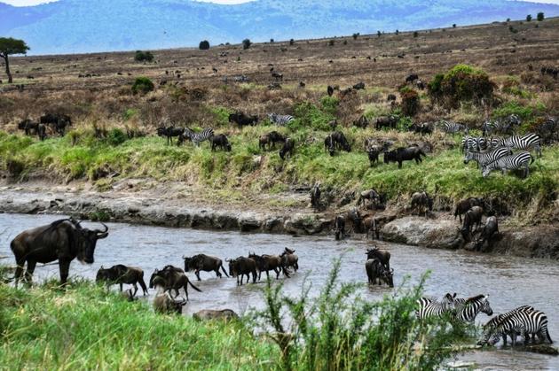 Des troupeaux de gnous et de zèbres, dans le parc national Serengeti (Tanzanie), le 17 juillet 2020 [TONY KARUMBA / AFP]