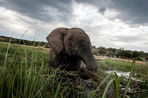 Un éléphant photographié le 20 mars 2015 dans le parc naturel de Chobe, au Botswana.<br />
 [CHRIS JEK / AFP/Archives]