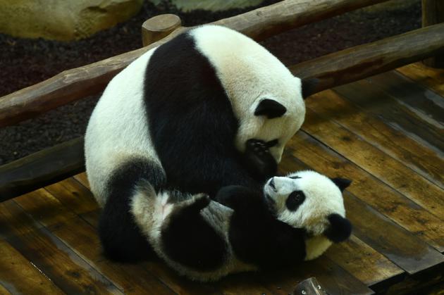 Le bébé panda Yuan Meng joue avec sa mère Huan Huan, le 4 août 2018 au zoo de Beauval, à Saint-Aignan-du-Cher [GUILLAUME SOUVANT / AFP]