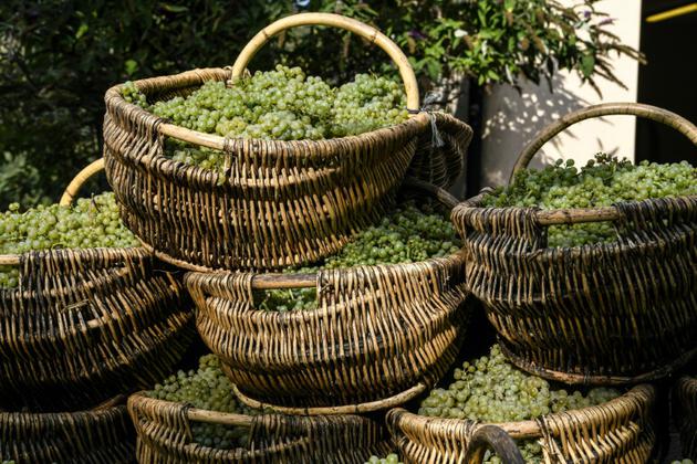 Récolte 2018 de raisin pour le futur cru de Corton-Charlemagne, le 5 septembre 2018 [PHILIPPE DESMAZES / AFP]