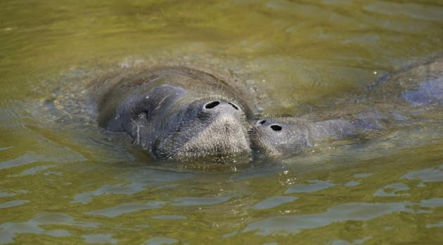 Particulièrement vulnérables aux activités humaines, les lamantins, comme ceux qui vivent dans les marais de Floride, ont particulièrement bénéficié de la protection de l'Endangered Species Act [DON EMMERT / AFP/Archives]