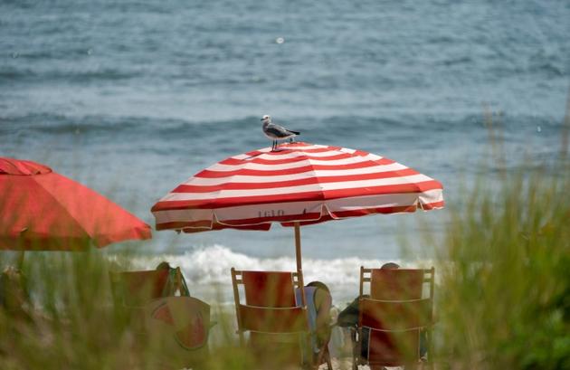Des mouettes à l'affût de nourriture sur la plage d'Ocean City, le 20 août 2019 dans le Nex Jersey [Don Emmert / AFP]