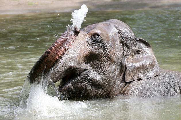 Un éléphant se rafraichit dans un bassin du zoo de Tierpark Hagenbeck à Hambourg, dans le nord de l'Allemagne, le 24 juillet 2019 [Bodo Marks / dpa/AFP]