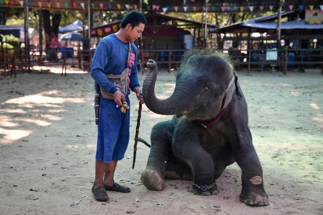 Séance de dressage d'un éléphanteau à Ban Ta Klang, le 17 novembre 2019 en Thaïlande [Lillian SUWANRUMPHA / AFP]