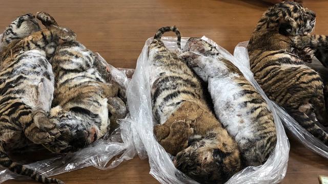 Sept tigres surgelés découverts dans une voiture au Vietnam | CNEWS