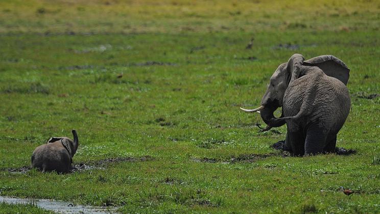 Un éléphanteau et sa mère dans le parc national d'Amboseli au Kenya, le 8 octobre 2013 [Tony Karumba / AFP/Archives]