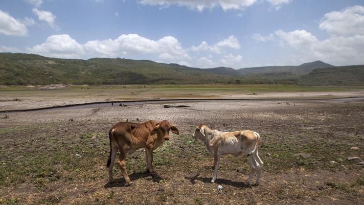 Du bétail élevé au réservoir de Las Canoas à 60 km de Managua, au Nicaragua, le 30 juillet 2014 [Diana Ulloa / AFP/Archives]