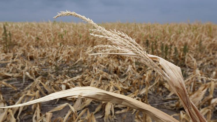 Un champ de maïs desséché au Kansas le 24 août 2012 [John Moore / Getty Images/AFP/Archives]