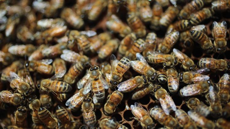 Des abeilles chez un apiculteur en Floride [Joe Raedle / Getty Images/AFP/Archives]