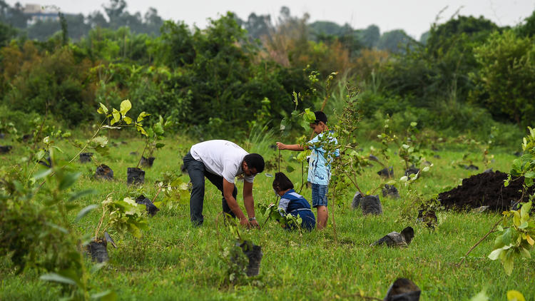 Un homme et ses enfants plantent un arbre en Inde, en septembre 2018.