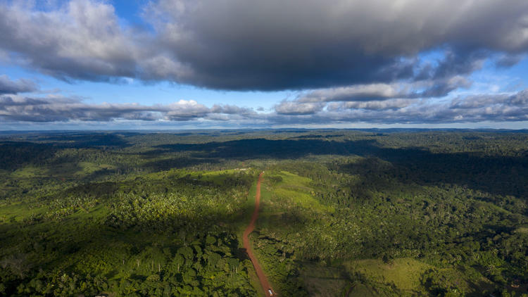 La forêt amazonienne est particulièrement touchée par la déforestation.