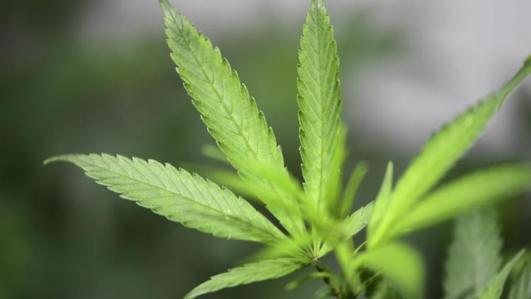 Les patients concernés pourront du cannabis sous forme d'huile, de fleurs séchées, voire de tisanes, mais pas sous forme fumable. 