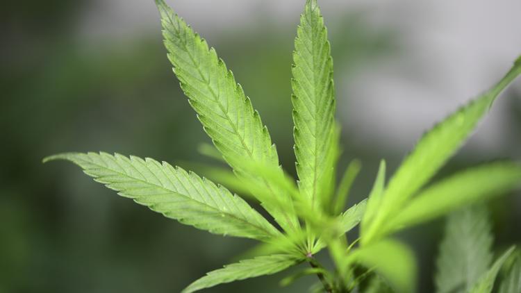 Une «importante» plantation de cannabis a été découverte, d'après les pompiers.
