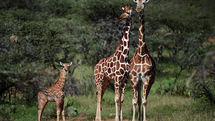 Les girafes sont particulièrement menacées au Kenya.