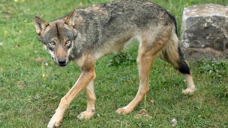Le loup gris aura mis presque 30 ans pour réapparaître en région parisienne. 